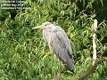 2007-0509heron